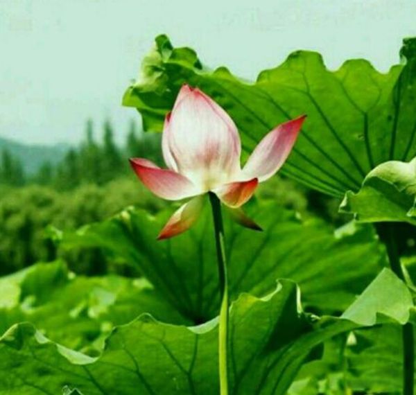 ��ź˿��ʲô��֯ ź��˿����˿��ֲ���ʲô��֯