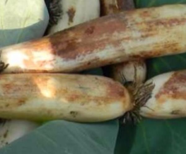 ��ź˿��ʲô��֯ ź��˿����˿��ֲ���ʲô��֯