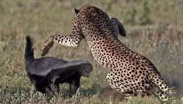 ƽͷ�����������ʲô�̶� Ϊʲôƽͷ�粻����