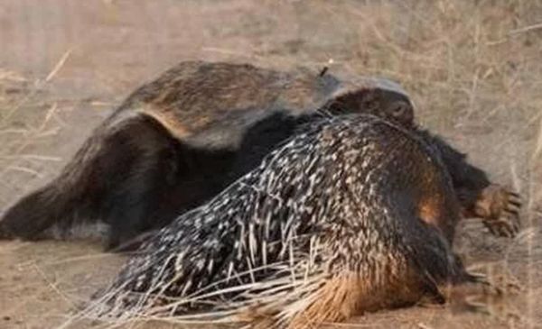 ƽͷ�����������ʲô�̶� Ϊʲôƽͷ�粻����