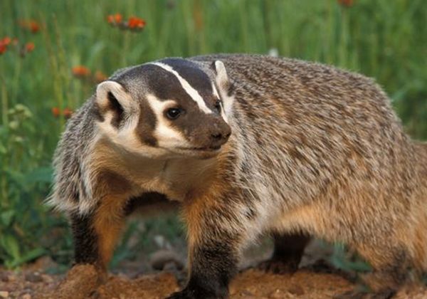 ƽͷ�����������ʲô�̶� Ϊʲôƽͷ�粻����