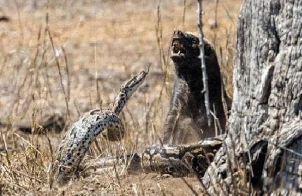 ƽͷ�����������ʲô�̶� Ϊʲôƽͷ�粻����