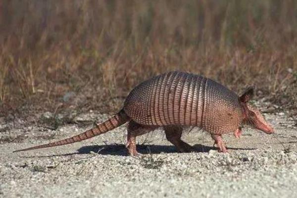 �Ŵ�������ʲô����ͼƬ ��ʵ�оŴ������Ǵ�ɽ����