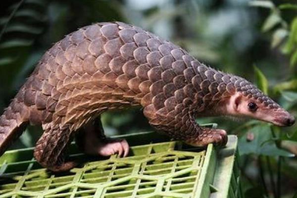 �Ŵ�������ʲô����ͼƬ ��ʵ�оŴ������Ǵ�ɽ����