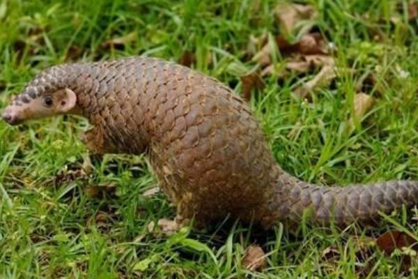 �Ŵ�������ʲô����ͼƬ ��ʵ�оŴ������Ǵ�ɽ����