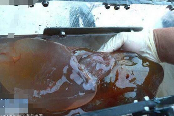 �����ſ�����ʲô �������������ɺ���6699�״�ץ��