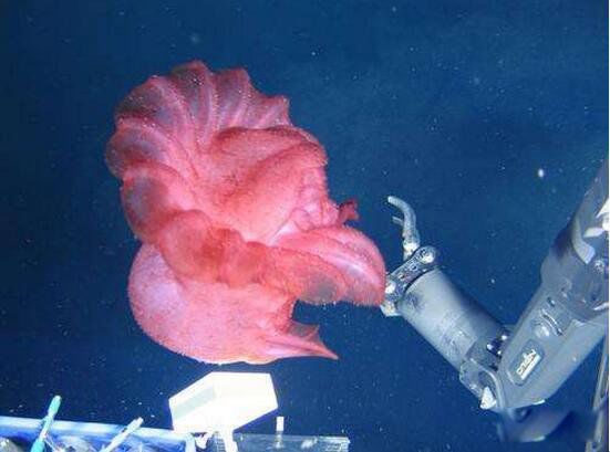 �����ſ�����ʲô �������������ɺ���6699�״�ץ��