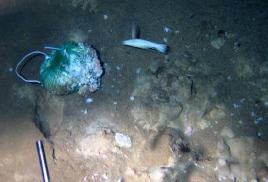 �����ſ�����ʲô �������������ɺ���6699�״�ץ��