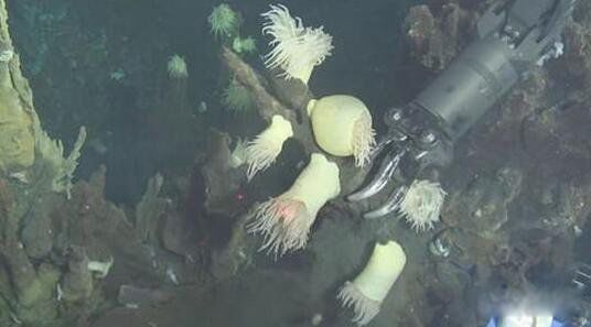 �����ſ�����ʲô �������������ɺ���6699�״�ץ��