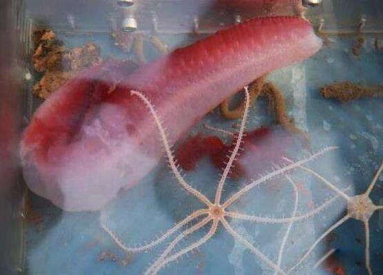 �����ſ�����ʲô �������������ɺ���6699�״�ץ��