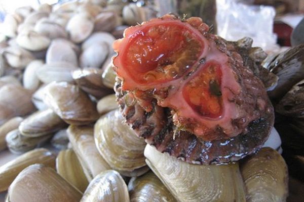 水里的可怕生物有哪些 水下有什么恐怖的生物
