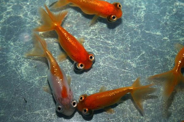 水里的可怕生物有哪些 水下有什么恐怖的生物