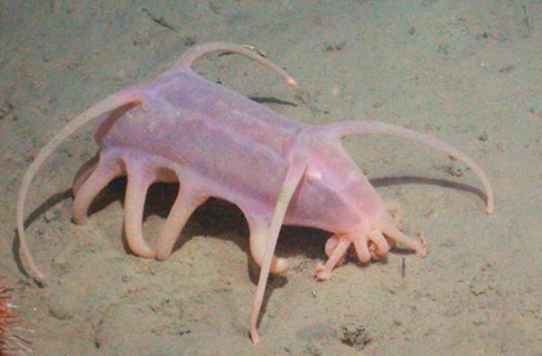 水里的可怕生物有哪些 水下有什么恐怖的生物