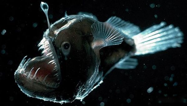 水里的可怕生物有哪些 水下有什么恐怖的生物