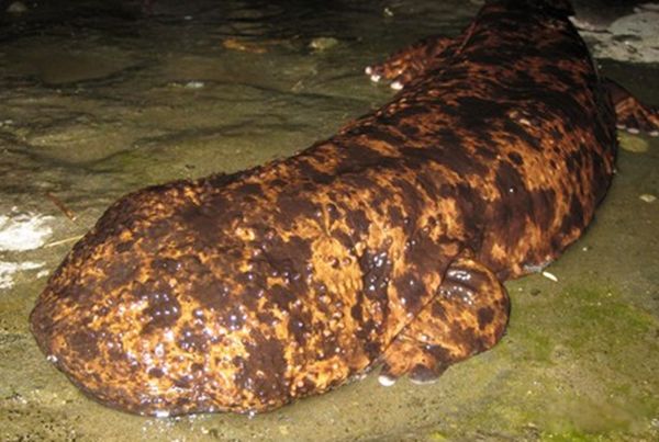 水里的可怕生物有哪些 水下有什么恐怖的生物