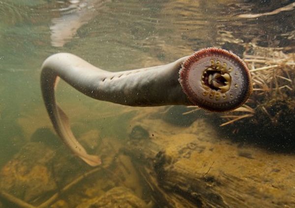 水里的可怕生物有哪些 水下有什么恐怖的生物