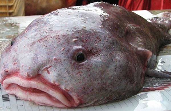 水里的可怕生物有哪些 水下有什么恐怖的生物