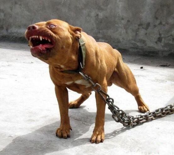 比特犬为什么没有痛觉神经 那么凶和藏獒哪个厉害