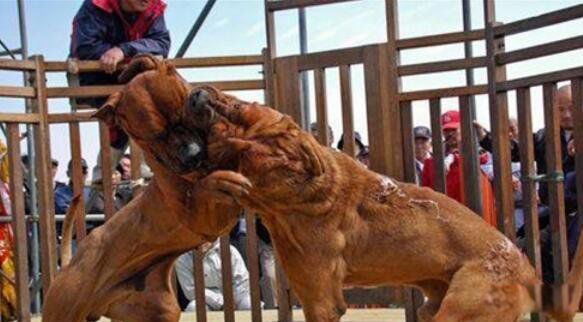 比特犬为什么没有痛觉神经 那么凶和藏獒哪个厉害