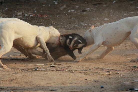 比特犬为什么没有痛觉神经 那么凶和藏獒哪个厉害