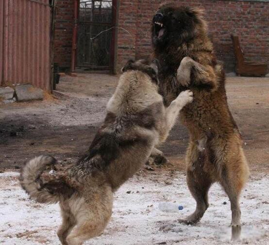 比特犬为什么没有痛觉神经 那么凶和藏獒哪个厉害