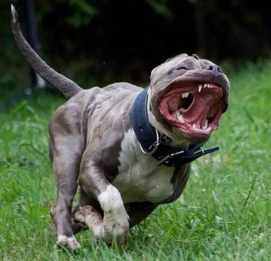 比特犬为什么没有痛觉神经 那么凶和藏獒哪个厉害