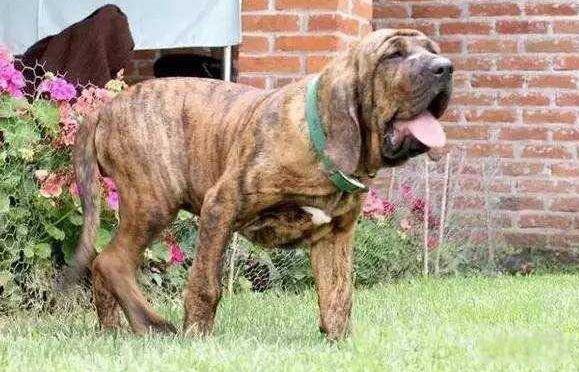 比特犬为什么没有痛觉神经 那么凶和藏獒哪个厉害