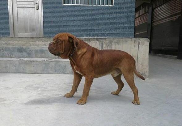 比特犬为什么没有痛觉神经 那么凶和藏獒哪个厉害