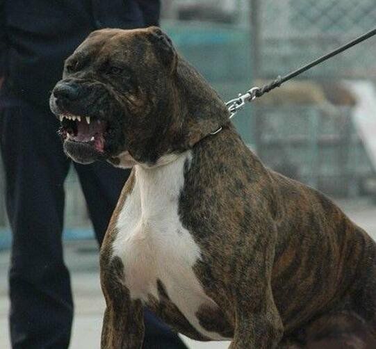 比特犬为什么没有痛觉神经 那么凶和藏獒哪个厉害