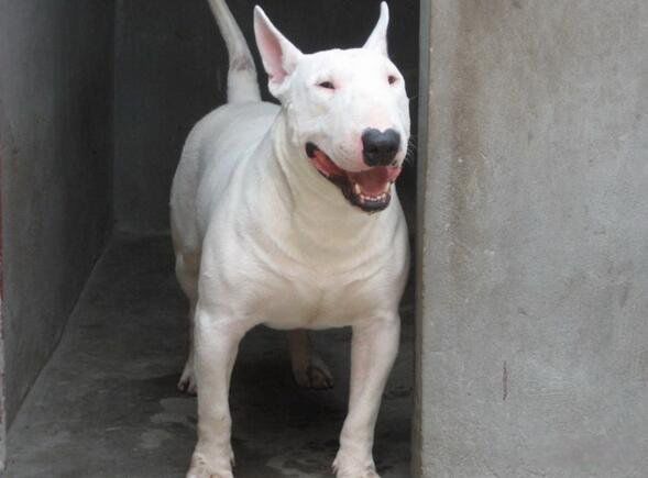 比特犬为什么没有痛觉神经 那么凶和藏獒哪个厉害