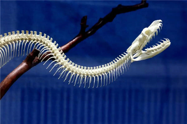 ��������������ʵͼƬ ��������������ܻ������