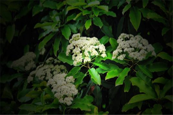 石楠花:精液味的花 石楠花为什么是最污的花
