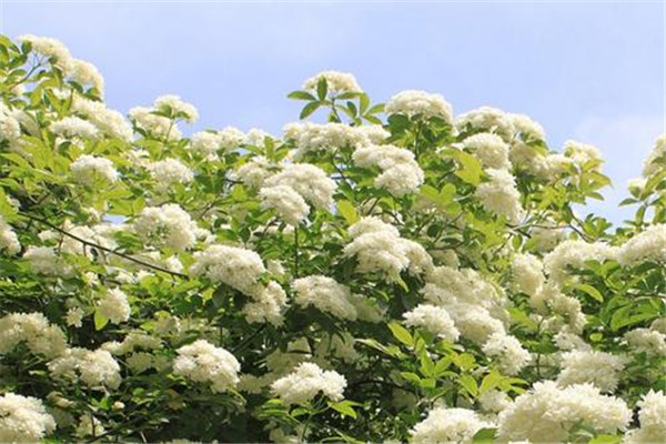石楠花:精液味的花 石楠花为什么是最污的花