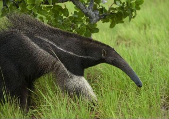 ����ʳ���޳�ʲô����ͼƬ ʳ���޶������й�����