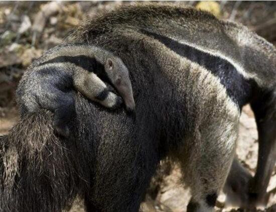 ����ʳ���޳�ʲô����ͼƬ ʳ���޶������й�����