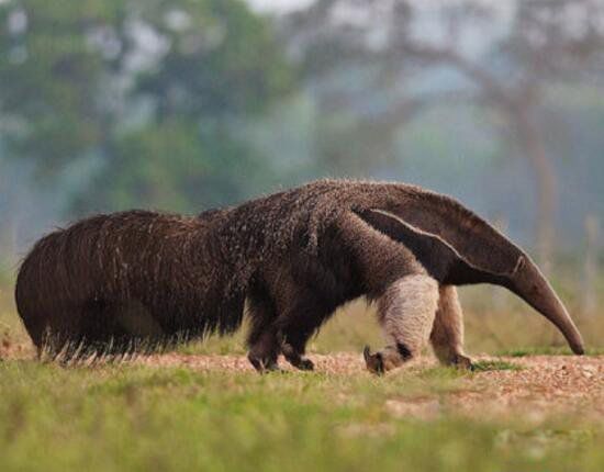 ����ʳ���޳�ʲô����ͼƬ ʳ���޶������й�����