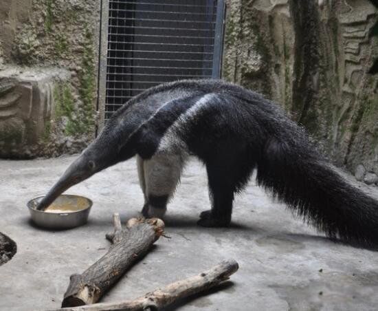 ����ʳ���޳�ʲô����ͼƬ ʳ���޶������й�����