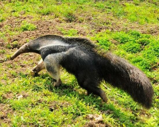 ����ʳ���޳�ʲô����ͼƬ ʳ���޶������й�����