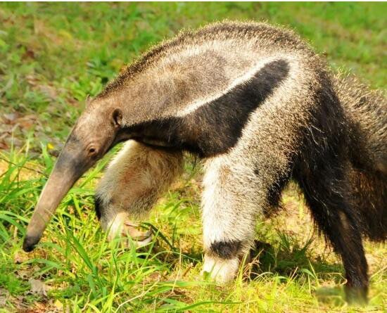 ����ʳ���޳�ʲô����ͼƬ ʳ���޶������й�����