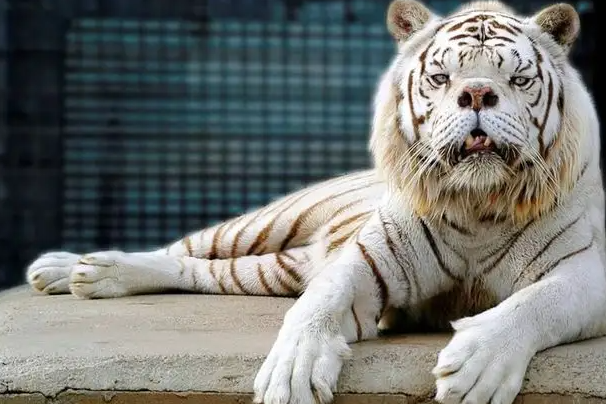 ʨ���޸���ʨ����ʲô���� �ֱ���ʲô����