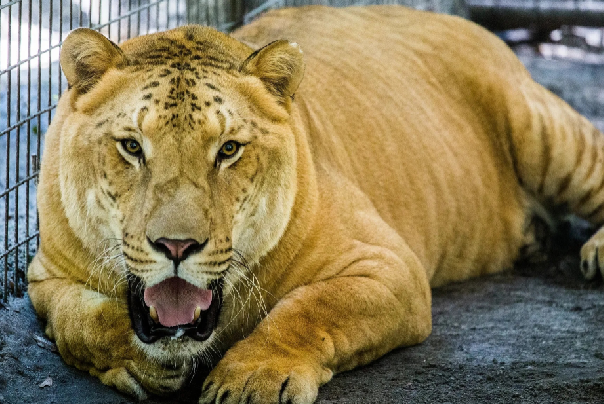 ʨ���޸���ʨ����ʲô���� �ֱ���ʲô����