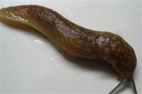 蛞蝓是什么动物 鼻涕虫蛞蝓是害虫还是益虫