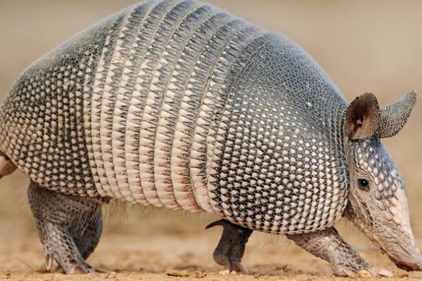 九带犰狳的简介图片 九带犰狳长什么样子