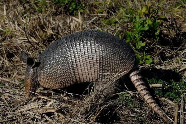 九带犰狳的简介图片 九带犰狳长什么样子