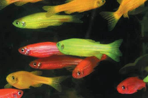 ӫ���������Ⱦɫ���� ������ô����������