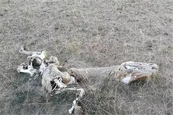 ����ɽ����˵����Ƿ����������ʲô 1962������ɽ�����¼������