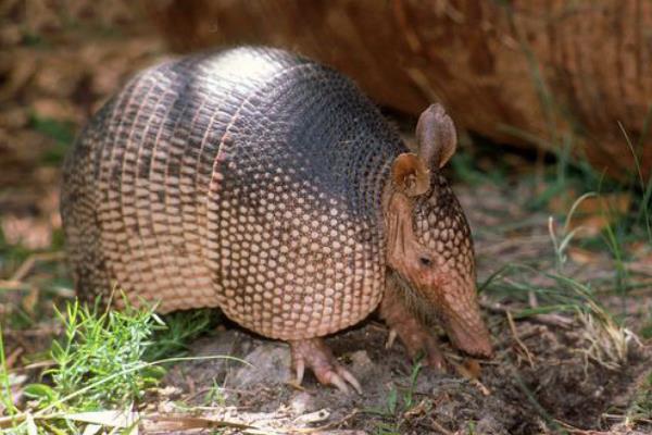 九带犰狳的简介图片 九带犰狳长什么样子