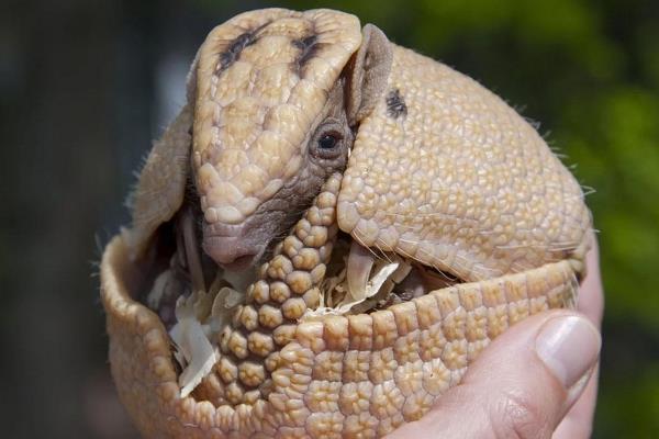 九带犰狳的简介图片 九带犰狳长什么样子