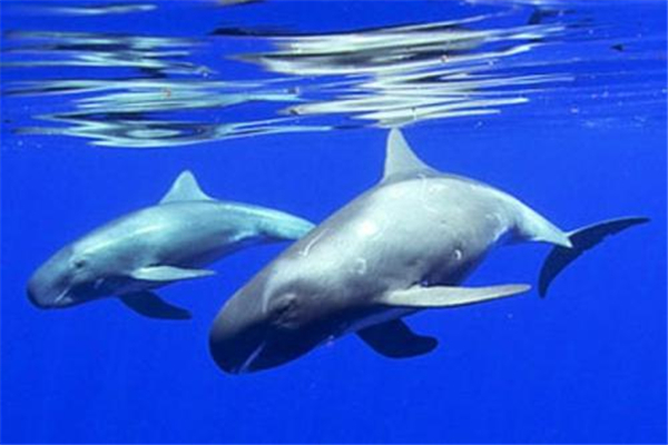 ��ͷ����ʲô��˼ ���ڹ�ͷ����ͼƬ����