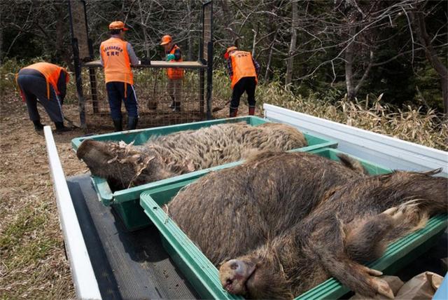 日本福岛出现放射性杂交野猪 福岛变异野猪泛滥事件